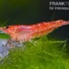 Bundle: 10 X Red Fire, Neocaridina Heteropoda Rot + Portion Javamoos -Zoofachgeschäft 1560 Rote Zwerggarnele Neocaridina heteropoda var