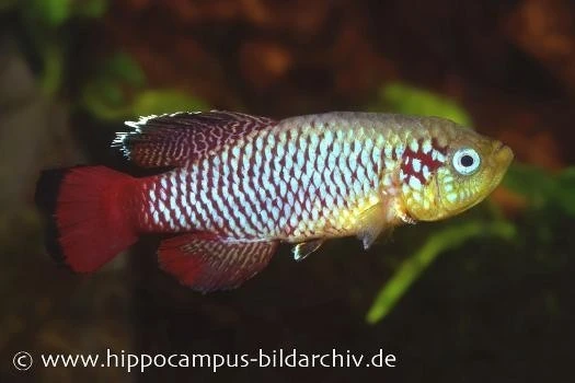 Killifisch Torfansatz Nothobranchius Guentheri Red, 30 Eier 4 Killifisch Torfansatz Nothobranchius Guentheri Red, 30 Eier – Bild 2