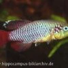 Killifisch Torfansatz Nothobranchius Guentheri Red, 30 Eier 1 Killifisch Torfansatz Nothobranchius Guentheri Red, 30 Eier -Zoofachgeschäft 16029 Killifisch Torfansatz Nothobranchius guentheri red