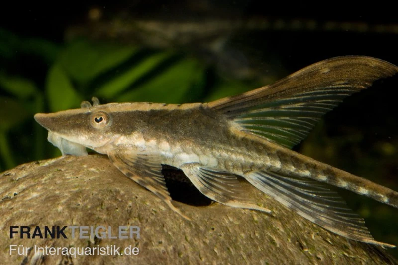 Panama Störwels, Sturisoma Panamense 3 Panama Störwels, Sturisoma Panamense