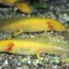 Axolotl Goldfarben, Ambystoma Mexicanum 2 Axolotl Goldfarben, Ambystoma Mexicanum -Zoofachgeschäft 80065 Axolotl goldfarben Ambystoma mexicanum