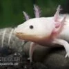 Axolotl Weißling, Ambystoma Mexicanum