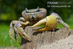 Indonesische Riesenlandkrabbe, Cardisoma Carnifex -Zoofachgeschäft 82992 Cardisoma carnifex 3