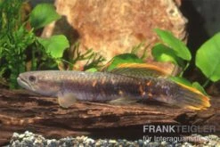 Roter Wolfsalmler Sp. Peru, Erythrinus Sp. Peru Red 7 Roter Wolfsalmler Sp. Peru, Erythrinus Sp. Peru Red -Zoofachgeschäft 83279 roter wolfssalmler Erythrinus sp PERU