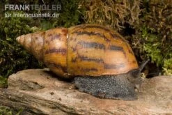 Tiger-Achatschnecke, Achatina Achatina -Zoofachgeschäft Achatina achatina 1 WWTFT0300