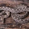 Afrikanische Eierschlange, Dasypeltis Scabra 1 Afrikanische Eierschlange, Dasypeltis Scabra -Zoofachgeschäft Afrikanische Eierschlange Dasypeltis scabra neu 1