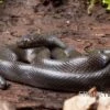 Afrikanische Hausschlange, Lamprophis Fuliginosus -Zoofachgeschäft Afrikanische Hausschlange Lamprophis fuliginosus schwarz jpg