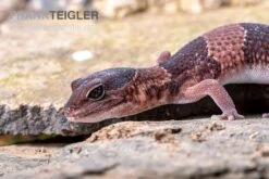 Afrikanischer Fettschwanzgecko, Hemitheconyx Caudicinctus -Zoofachgeschäft Afrikanischer Fettschwanzgecko Hemitheconyx caudicinctus 1