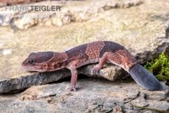 Afrikanischer Fettschwanzgecko, Hemitheconyx Caudicinctus -Zoofachgeschäft Afrikanischer Fettschwanzgecko Hemitheconyx caudicinctus 3