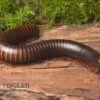 Afrikanischer Riesentausendfüßer, Archispirostreptus Gigas 1 Afrikanischer Riesentausendfüßer, Archispirostreptus Gigas -Zoofachgeschäft Afrikanischer Riesentausendfuesser Archispirostreptus gigas 01