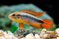 Zoofachgeschäft -Zoofachgeschäft Agassizii Zwergbuntbarsch gold rot Apistogramma agassizii gold rot paarweise 2