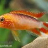 Zwergbuntbarsch, Apistogramma Agassizii Fire Red, Paarweise -Zoofachgeschäft Apistogramma agassizii Superred