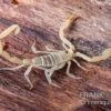 Arizona Bark Scorpion, Centruroides Sculpturatus 1 Arizona Bark Scorpion, Centruroides Sculpturatus -Zoofachgeschäft Arizona Bark Scorpion Centruroides sculpturatus 1