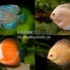 3 X Diskusfisch ASIA-NZ Im Mix, Symphysodon Discus, S 5-6 Cm 1 3 X Diskusfisch ASIA-NZ Im Mix, Symphysodon Discus, S 5-6 Cm -Zoofachgeschäft Asia Discus Bundle 2