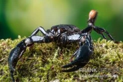 Asia-Skorpion, Heterometrus Longimanus 7 Asia-Skorpion, Heterometrus Longimanus -Zoofachgeschäft Asia Skorpion Heterometrus longimanus 3