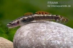 Aureofuscus-Grundel, Stiphodon Aureofuscus, 1 Paar -Zoofachgeschäft Aureofuscus Grundel Stiphodon aureofuscus 7