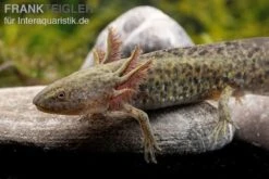 Axolotl Naturfarben, Ambystoma Mexicanum -Zoofachgeschäft Axolotl Wildling 3