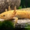 Axolotl Kupfer, Ambystoma Mexicanum