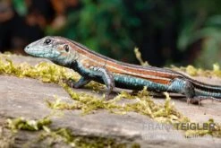 Zoofachgeschäft -Zoofachgeschäft Blackbelly Racerunner Aspidoscelis deppii 2