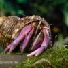 Lila-Landeinsiedlerkrebs, Coenobita Lila (Blue Berry) -Zoofachgeschäft Blaubeer Einsiedlerkrebs Coenobita lila 1