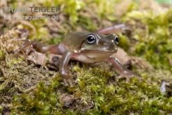 Blauer Korallenfinger-Laubfrosch, Litoria Caerulea 9 Blauer Korallenfinger-Laubfrosch, Litoria Caerulea -Zoofachgeschäft Blauer Korallenfinger Laubfrosch Litoria caerulea 03