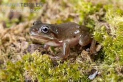 Blauer Korallenfinger-Laubfrosch, Litoria Caerulea 10 Blauer Korallenfinger-Laubfrosch, Litoria Caerulea -Zoofachgeschäft Blauer Korallenfinger Laubfrosch Litoria caerulea 04