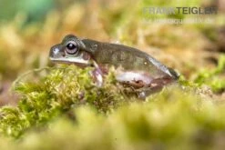 Blauer Korallenfinger-Laubfrosch, Litoria Caerulea 11 Blauer Korallenfinger-Laubfrosch, Litoria Caerulea -Zoofachgeschäft Blauer Korallenfinger Laubfrosch Litoria caerulea 05