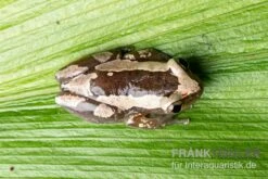 Brauner Bananenfrosch, Afrixalus Dorsalis 9 Brauner Bananenfrosch, Afrixalus Dorsalis -Zoofachgeschäft Brauner Bananenfrosch Afrixalus dorsalis 3