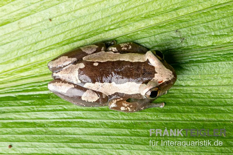 Brauner Bananenfrosch, Afrixalus Dorsalis 5 Brauner Bananenfrosch, Afrixalus Dorsalis – Bild 3