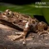 Brauner Rennfrosch, Kassina Fusca -Zoofachgeschäft Brauner Rennfrosch Kassina fusca