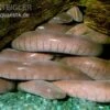 Breitkopf-Schwimmwühle, Typhlonectes Natans -Zoofachgeschäft Breitkopf Schwimmwuehle Typhlonectes natans 1