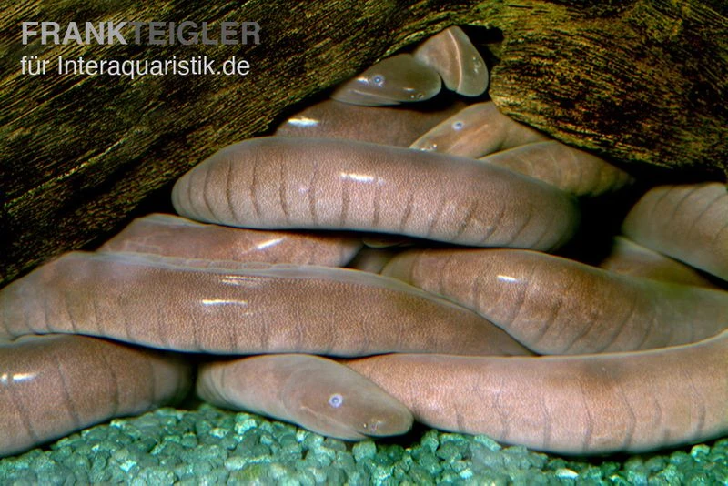 Breitkopf-Schwimmwühle, Typhlonectes Natans 3 Breitkopf-Schwimmwühle, Typhlonectes Natans