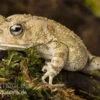 Pantherkröte, Bufo Regularis -Zoofachgeschäft Bufo regularis Pantherkroete