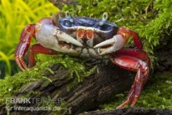 Harlekinkrabbe, Cardisoma Armatum -Zoofachgeschäft Cardisoma armatum 4