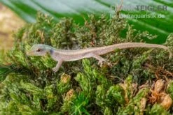 Conrau`s Zwerggecko, Lygodactylus Conraui 7 Conrau`s Zwerggecko, Lygodactylus Conraui -Zoofachgeschäft Conraus Zwerggecko Lygodactylus conraui 3