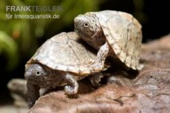 Dach-Moschusschildkröte, Sternotherus Carinatus -Zoofachgeschäft Dach Moschusschildkroete Sternotherus carinatus 2