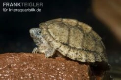 Dach-Moschusschildkröte, Sternotherus Carinatus -Zoofachgeschäft Dach Moschusschildkroete Sternotherus carinatus 3