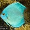 Diskusfisch ASIA-NZ, Symphysodon Discus Cobalt Blue 1 Diskusfisch ASIA-NZ, Symphysodon Discus Cobalt Blue -Zoofachgeschäft Discus Cobalt blue 2