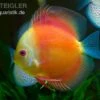 Diskusfisch ASIA-NZ, Symphysodon Discus Red Doll (Red Melon) 1 Diskusfisch ASIA-NZ, Symphysodon Discus Red Doll (Red Melon) -Zoofachgeschäft Diskusfisch Symphysodon discus Red Melon