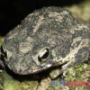 Eichenkröte, Bufo Quercicus -Zoofachgeschäft Eichenkroete Bufo quercicus