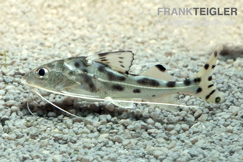 Engel-Antennenwels, Pimelodus Pictus 3 Engel-Antennenwels, Pimelodus Pictus