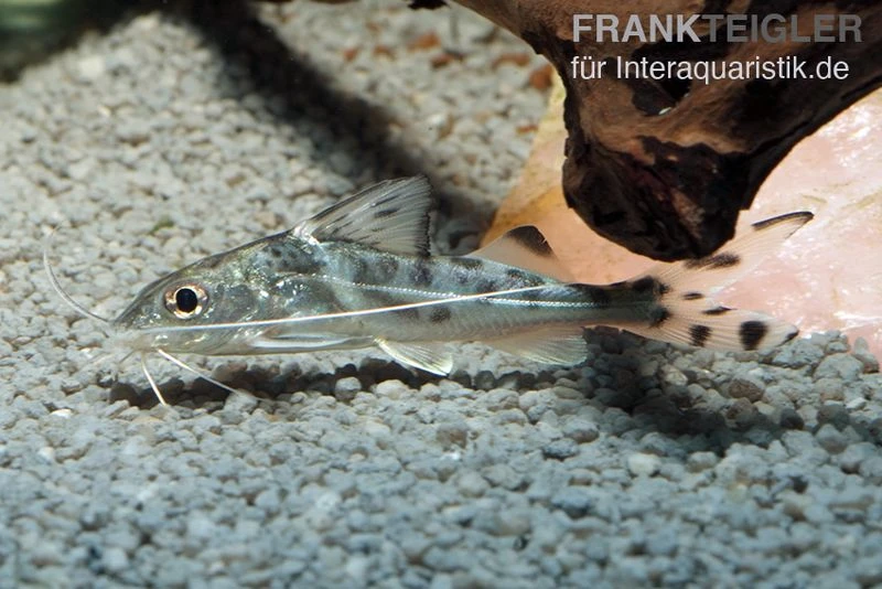 Engel-Antennenwels, Pimelodus Pictus 4 Engel-Antennenwels, Pimelodus Pictus – Bild 2