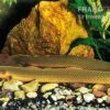 Flösselaal, Erpetoichthys Calabaricus, 18-25 Cm -Zoofachgeschäft Erpetoichthys calabaricus floesselaal 1