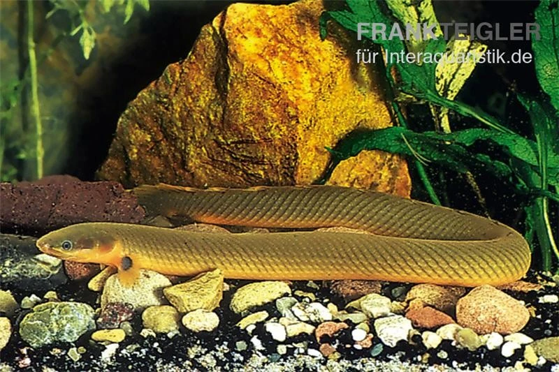 Flösselaal, Erpetoichthys Calabaricus, 18-25 Cm 3 Flösselaal, Erpetoichthys Calabaricus, 18-25 Cm