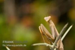 Europäische Gottesanbeterin, Mantis Religiosa 9 Europäische Gottesanbeterin, Mantis Religiosa -Zoofachgeschäft Europaeische Gottesanbeterin Mantis religiosa