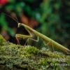 Europäische Gottesanbeterin, Mantis Religiosa 2 Europäische Gottesanbeterin, Mantis Religiosa -Zoofachgeschäft Europaeische Gottesanbeterin Mantis religiosa neu 1