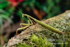 Europäische Gottesanbeterin, Mantis Religiosa 8 Europäische Gottesanbeterin, Mantis Religiosa -Zoofachgeschäft Europaeische Gottesanbeterin Mantis religiosa neu 3