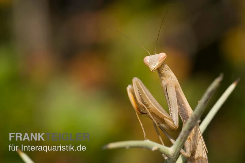Europäische Gottesanbeterin, Mantis Religiosa 6 Europäische Gottesanbeterin, Mantis Religiosa – Bild 4