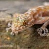 Fächerfingergecko, Ptyodactylus Ragazzi -Zoofachgeschäft Faecherfingergecko Ptyodactylus ragazzi 1