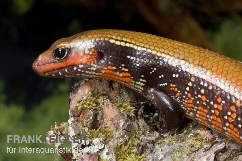 Feuerskink, Riopa Fernandi 3 Feuerskink, Riopa Fernandi